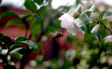 Hornet and apple tree blossom