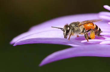 bee on a flower