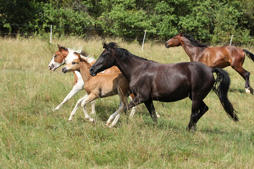 Fototapeta premium Batch of horses running on pasturage