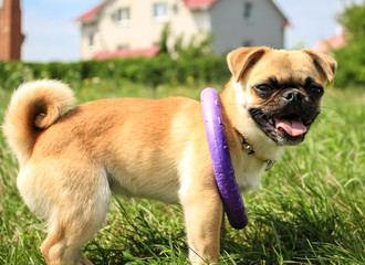 A small dog of red color, Proty Petit Brabancon plays with puller.  Training small dogs.
