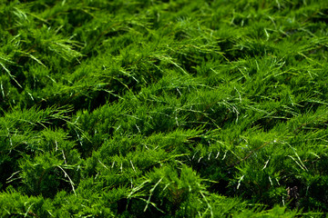 fern green plant