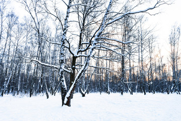 view of snow-covered meadow in park in winter