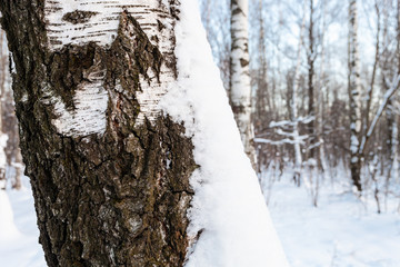 snow-covered bark of old tree in birch grove