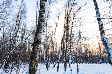 birch trees in snow-covered urban park at winter