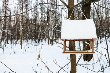wooden wild bird feeder on a tree in urban park