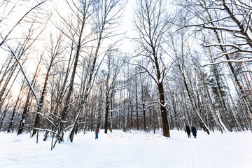 landscape of snow-covered urban park in winter