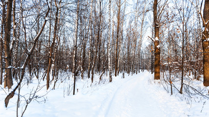 ski track and footpath in snow-covered urban park