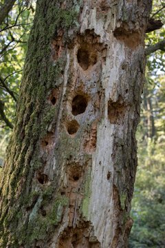 Tree trunk with feeding marks of woodpecker, Hungary, Europe