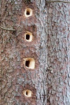 Tree trunk with feeding marks of Black woodpecker (Dryocopus martius), Schwaz, Tyrol, Austria, Europe