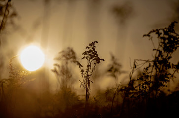 Poranek © patryk77