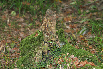 Baumstumpf