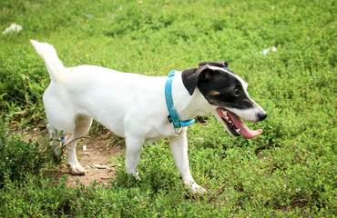 Small dog, black and white color.  Jack Russell breed is a kind, cheerful dog.