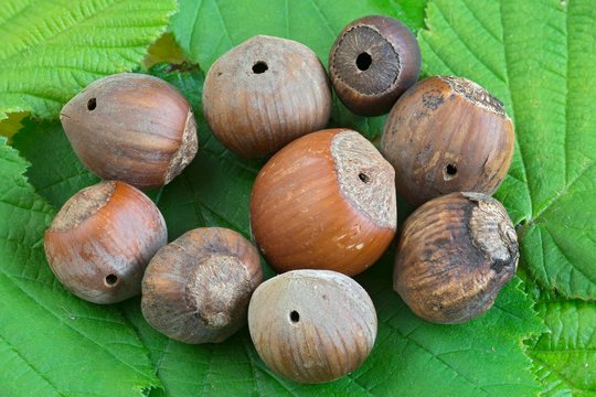 Feeding marks of Nut weevil (Curculio nucum) in hazelnuts, Schwaz, Tyrol, Austria, Europe