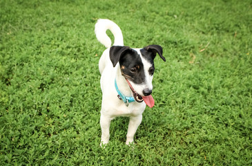 Small dog, black and white color.  Breed Jack Russell Terrier on a green meadow.
