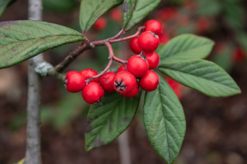 Rugose Cotoneaster Fruits in Winter