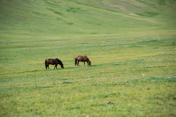 Cavalli nella prateria della Mongolia