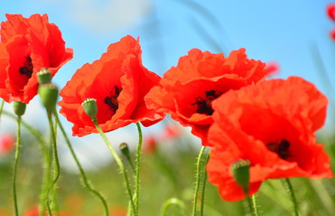 poppy field of poppies