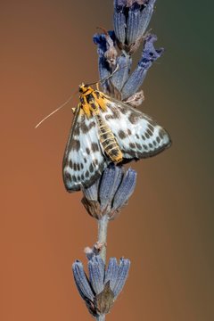 Abraxas grossulariata (Abraxas grossulariata) on lavender blossom, Tyrol, Austria, Europe