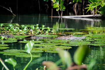 Fototapeta na wymiar Coccodrillo nel Black River, Giamaica
