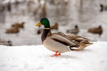 Wild duck stands in the snow on the river Bank