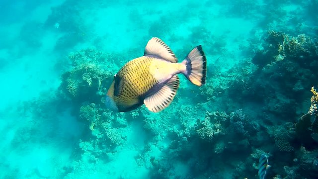 Titan triggerfish swims in a beautiful coral reef