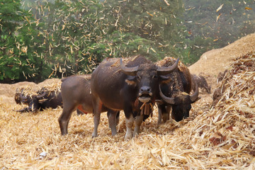 Buffalo eats the corn husks in the farm