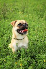 Small dog of red color, Proty Petit Brabancon