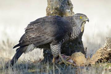 Adult Northern Goshawk. Accipiter gentilis. Spain