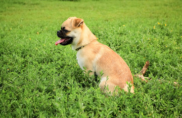 Obraz premium Little dog of red color, Proty Petit Brabancon looks to the side