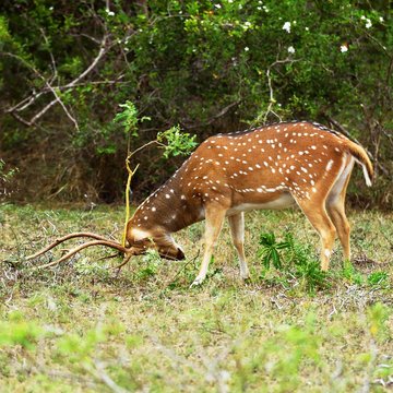 Chital (Axis axis), buck removes the dead bast by rubbing on branches, Wilpattu National Park, Sri Lanka, Asia