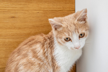 Little funny red kitten isolated on white background