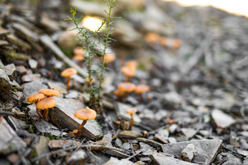 Some tiny mushrooms in the rocks ground