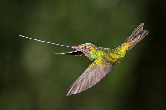 Sword-billed hummingbird (Ensifera ensifera) in flight, flying, rainforest, cloud forest, northern Ecuador, Ecuador, South America