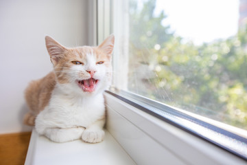  Red funny kitten sitting on the window sill