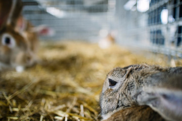 Rabbits on a corral farm and straw ground metal jail fence