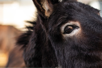 Fototapeta premium Funny black donkey head portrait
