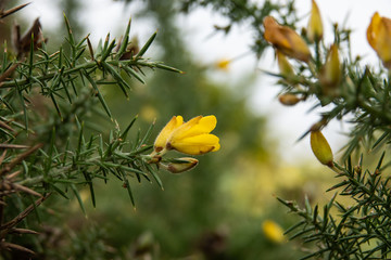 Gorse Flowers in Bloom in Winter