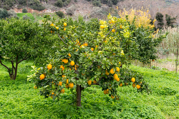 Orange tree in Crete Greece