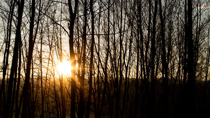 Fototapeta na wymiar Sun rising over silhouette tree branches on a winter landscape