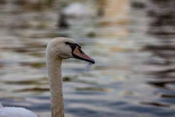 Close-up head portrait of a gorgeous swan swimming among other birds in the waters of Vltava river in Prague, Czech Republic, during the Golden Hour