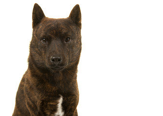 Portrait of a male Kai Ken dog the national japanese breed looking at the camera isolated on a white background