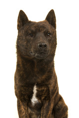 Portrait of a male Kai Ken dog the national japanese breed glancing away isolated on a white background in a vertical image