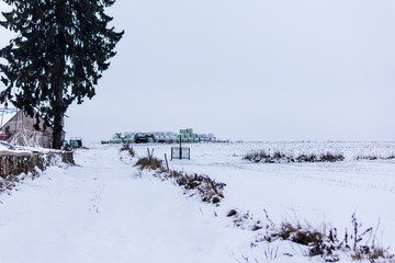 Snow on a field and pasture. Spruce and stone fence in the foreground. Barn and rolls with hay in...