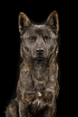Portrait of a proud female Kai Ken dog the national japanese breed looking at the camera on a black background