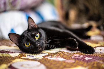 Obraz premium Śmieszny czarny kot w domu