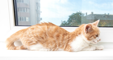  Red funny kitten sitting on the window sill
