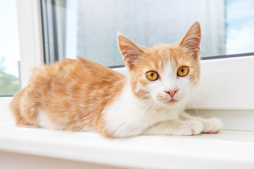 Red funny kitten sitting on the window sill