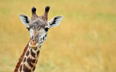 Close up of a giraffe face looking forward with peach nose, big black eyes with long lashes, white...