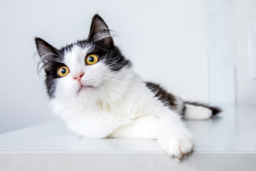White and black cat on white background