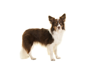 Standing miniature american shepherd dog seen from the side looking at the camera isolated on a white background